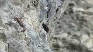 Wallcreeper