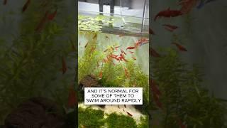 How To Setup A Walstad Method Cherry Shrimp Breeding Tank! #aquarium #fishtank #plantedtank