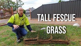 Instant Turf Melbourne - RTF Tall Fescue