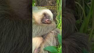 ¿Sabías esto sobre El Perezoso? #sloth #short