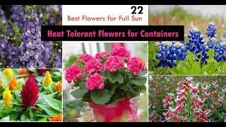 22 Best Heat Tolerant Flowers for Full Sun