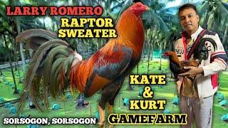 LARRY ROMERO RAPTOR SWEATER - ED JARABA - KATE & KURT GAMEFARM - QUALITY GAMEFOWL IN THE PHILIPPINES