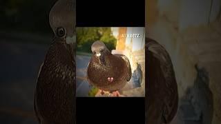 Animals With Eyes at the Front  #shortsvideo #viral #funny #trending