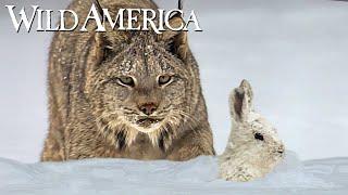 Wild America | S9 E4 North Woods Lynx | Full Episode HD