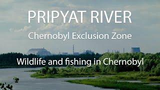 The Pripyat River in the Chernobyl Exclusion Zone.️ Picturesque Chernobyl Radioactive Reserve