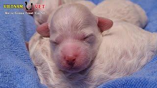 Cutest baby puppy moments at VET | Animal vet clinic