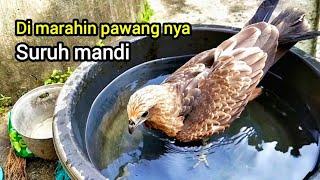 Si Lee ! Burung Elang Jinak Disuruh mandi sama pawang nya