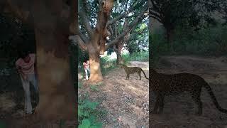 tiger attack #reel #reels #trending #viral #viralreels #video #tiger #wildlife #reelsvideo