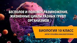 Бесполое и половое размножение. Жизненные циклы разных групп организмов