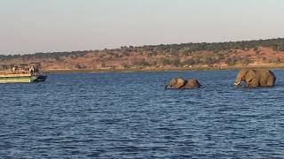 Elephant Swimming - Chobe, Botswana