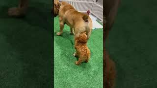 Mini Golden Doodle Puppy  Humps Boerboel Non stop‼️