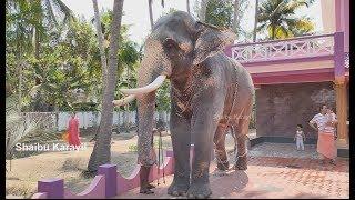 അമ്പാടി ബാലനാരായണൻ | AMBADI BALAN | AMBADI BALANARAYANAN ELEPHANT