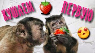 2019.05.12 Capuchin Monkey Masyanya and Danya. We eat the first strawberries.