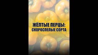 Желтые перцы: скороспелые сорта  #огород #дача #овощи #сад