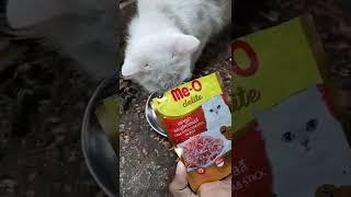 buying new food for my cats. #viral #viralshorts #shorts #cat #viralvideo #feeding #trending #trend