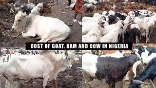 PRICE OF RAM, GOAT & COW FOR ILEYA FESTIVAL | LAGOS NIGERIA | PRICE OF RAM FOR SALLAH FESTIVAL 2024