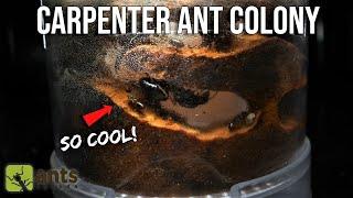 THE COOLEST ANT FARM I'VE EVER BUILT (Carpenter Ants Living in Wood)