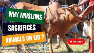 Why Muslims Sacrifice Animals on Eid ul Adha