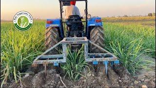 Sugarcane variety co 0118 #riar_sugarcane_farm #trencher #sugarcane_ Nursery