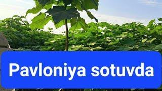 Garantiyalik Pavloniyalar sotuvda!!! Super gibrid navlari +998936424702