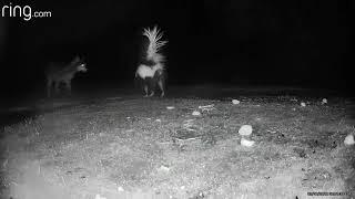 Coyotes charge in skunk sprays to defend !