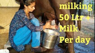 Buffalo Milking evening schedule, Village life vlogs