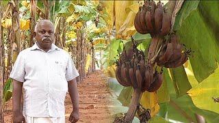 செவ்வாழை சாகுபடி செய்வது எப்படி ? | Red Banana Harvesting | Malarum Bhoomi