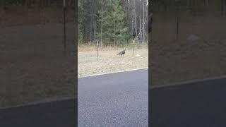 Wild Turkey Fly! Nope lol!