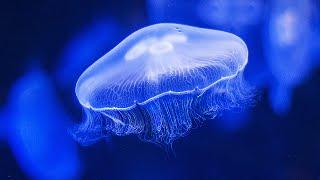 Water Sounds Jellyfish Aquarium 4k ( Best with Headphones) Underwater White Noise for Relaxation