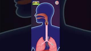 The Science of Hiccups in 1 Min #knowledgeshorts #ytshorts #byjus