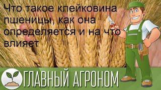 Что такое клейковина пшеницы, как она определяется и на что влияет