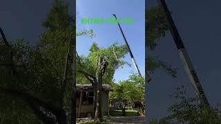 Remove Entire Tree Canopy in One Pick Over House | Kenny's Tree Removal