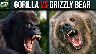 GORILLA VS GRIZZLY BEAR - Who Would Win?