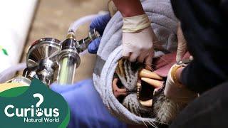 Anaesthetising A Large Carnivore | Wild Animal Rescue | Curious?: Natural World