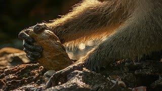 Monkeys Use Tools to Open Shells | BBC Earth