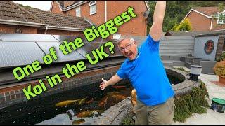 100,000+ VIEWS FOR MASSIVE JUMBO KOI POND FISH COLLECTION*IS IT ONE OF THE BIGGEST KOI IN THE UK*