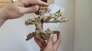 Aquaplantsonline - Unboxing SuperFish Bonsai tree S & M