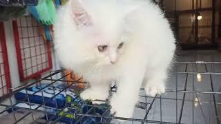 Jual Kitten Persia Whitesolid Betina Surabaya Magelang Denpasar