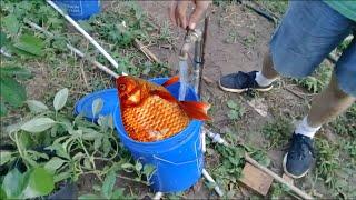 How To Make Fish Fertilizer (in One Minute!)