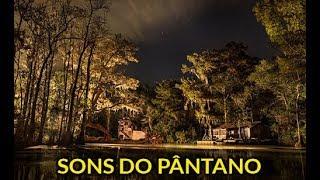 Sons do Pântano a noite! Corujas, Grilos, Chuva calma - PARA RELAXAR E DORMIR BEM