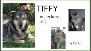 Hund Tiffy - Leckerei mit Katzen [Tanjas Morgenreport]