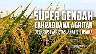 Cakrabuana Agritan, Varietas Baru Super Genjah [Deskripsi Varietas, Analisis Usaha]