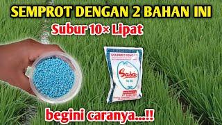 Luar biasa hasilnya pakai sedikit aja Jadi super POWER pupuk NPK 16 16 16