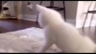 Белый котенок смешно под музыку трясет попой. УГАР