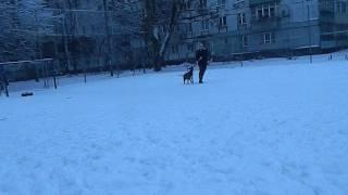 Смешные лапы дрессировка сучки Герды в мороз и снег зимой хит  The man is training a big dog