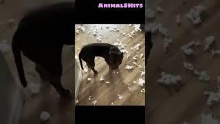 Скончался Авокадо  Юмор  Животные  Тик Ток #shorts #tiktok #jokes