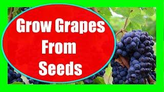 How to Grow Grapes from Seeds: Grape Seed Germination