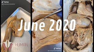 Human Anatomy TikTok Compilation | June 2020 | Institute of Human Anatomy