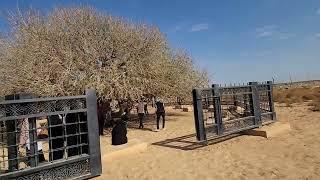 Sahabi Tree - The Blessed Tree