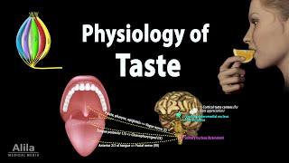 Taste: Anatomy and Physiology, Animation